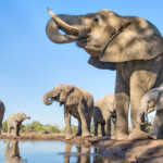 African elephant (Loxodonta africana) herd drinking at a waterhole,Mashatu Game Reserve, Botswana. June.
