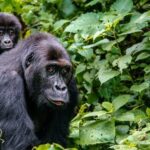 gorilla-trekking-forest-timbuktu-travel-e1625724607546